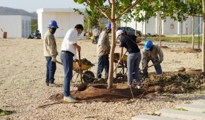 El secretario de Deportes, Gabriel Berdugo, y la gerente de Siembra Barranquilla, Katia Navarro ayudan a la siembra de los arboles. 