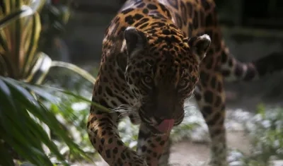 Jaguar, especie de felino que vive en Colombia. 
