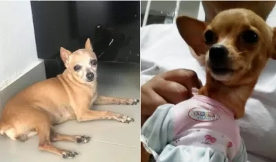 'Estrellita' en La Magdalena, a la izquierda; y 'Mía' en la Ciudadela, mascotas extraviadas.