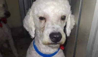 'Dante' se extravió en Sabanalarga.