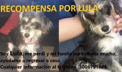 Esta es la mascota 'Lula', que se extravió en el barrio Juan Domínguez Romero de Soledad.