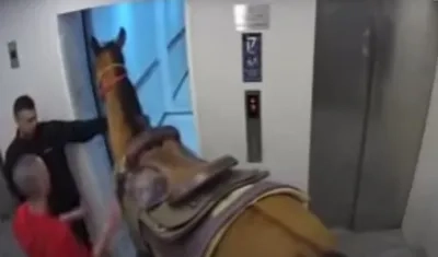 Momento en que los dos hombres suben el caballo al ascensor. 