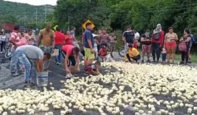 Imagen de los pollitos en la vía.