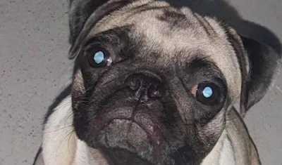 La mascota extraviada: se salió de la casa y se la llevaron.