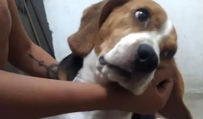 Mascota 'Ronaldo', extraviada en el barrio Los Cusules, en Soledad.