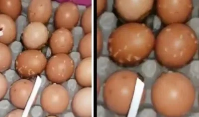 Los huevos con los gusanos.