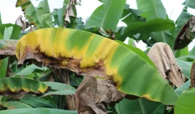 La cepa R4T puede destruir plantaciones de banano.