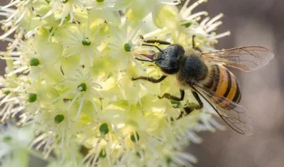 Abeja colombiana. 