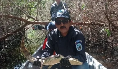 Guardaparques con babilla rescatada en la Ciénaga Grande de Santa Marta.