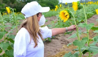 La Gobernadora Elsa Noguera en los cultivos de girasoles en Santo Tomás.