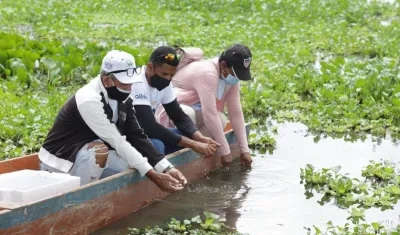 Liberación de 110 hicoteas en la Ciénaga El Uvero, del municipio de Ponedera