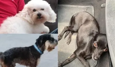 Barbie, la frech poodle, arriba; abajo 'Happy', el schnauzer, y a la derecha, 'Princesa', la pincher.