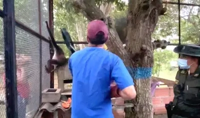 Lugar donde se encontraba el Mono Araña.