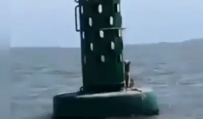 Foto del perro amarrado a la boya