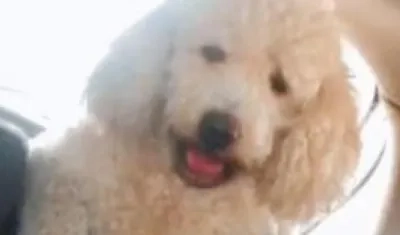 Mascota extraviada en las playas de Miramar en Puerto Colombia.