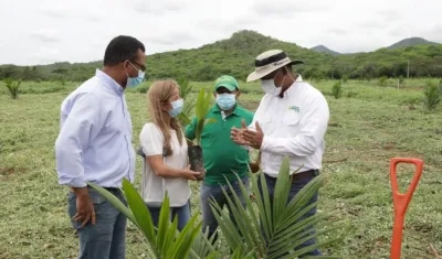 Gobernadora del Atlántico, Elsa Noguera, en Repelón visita un cultivo de palma.