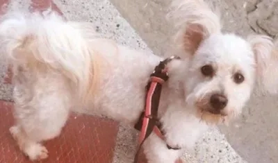 El perro 'Lucky' se perdió en el barrio El Rubí.