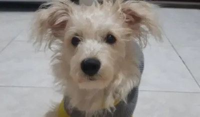 'Miel', la perrita extraviada en el barrio El Carmen de Barranquilla.