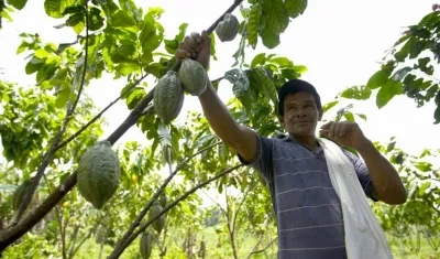 Las comunidades que hagan aprovechamiento de estos productos para su subsistencia no necesitan permiso y tienen derecho de usarlos gratuitamente.
