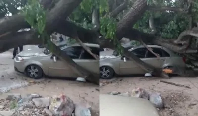 Así quedó el vehículo tras la caída del árbol. 