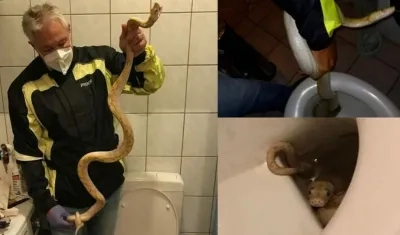 Pitón rescatada del inodoro.