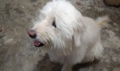 'Scott', mascota extraviada.