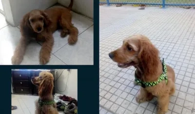 Este es 'Klauz', una mascota a quien se la llevaron de Nuevo Milenio en Soledad.