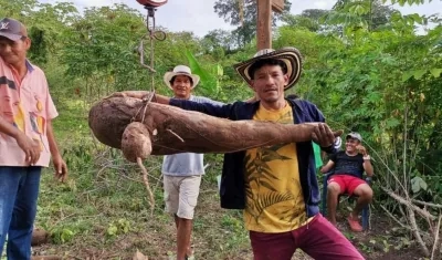 Arcelio Álvarez con la gigantesca yuca que cultivó en su parcela.