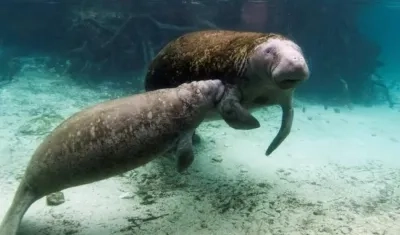 Esta primavera las autoridades ya habían alertado de que la rápida extinción de los pastos marinos.