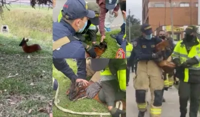 El venadito no se dejaba atrapar, pero por su lesión no podía correr.