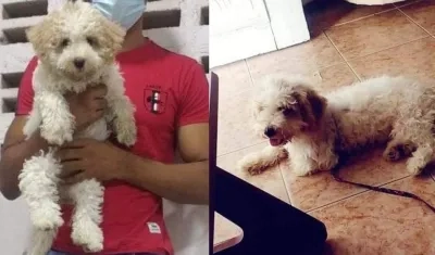 'Milú', la mascota extraviada en el barrio Por Fin.