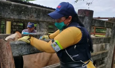 Se destaca el mayor porcentaje de aplicación contra fiebre aftosa en Casanare, Arauca, Guaviare, Cesar y Vaupés.