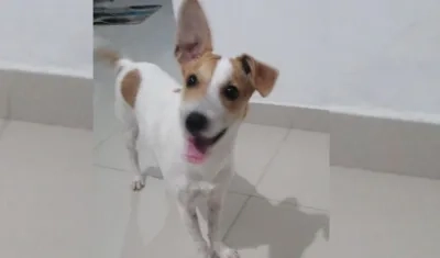 Lulú, mascota extraviada.