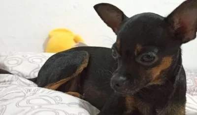 'Kiara' está extraviada desde el viernes por la tarde.