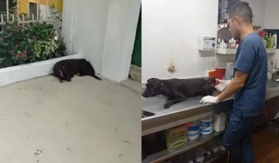 El perrito recibe atención médica en una veterinaria de Barranquilla. 