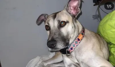 El perrito 'Beilys'.