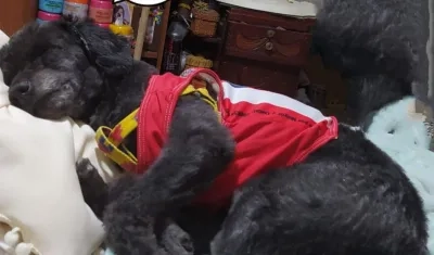 El perro se salió de la casa porque la puerta estaba abierta.