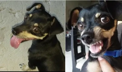 'Ozzy', la mascota extraviada en el barrio Bonanza de Soledad.