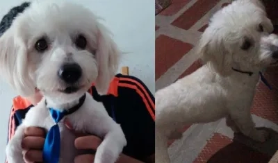 Junior, la mascota extraviada en Villa Katanga.