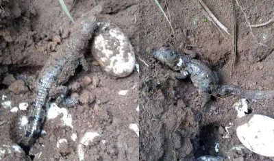 Los guardabosques hallaron a los 10 ejemplares así: unos en la playa y otros en el agua.