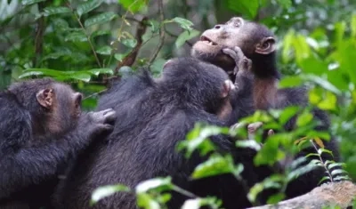 Los biólogos han observado que entre los chimpancés macho abundan los comportamientos amistosos como la cooperación o las alianzas. 