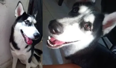 La mascota 'Luna' se perdió por el barrio Las Moras.