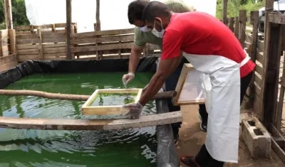 Piscinas para los cultivos.