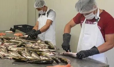 Inicialmente, el nuevo sello busca posicionar entre los consumidores internacionales la tilapia y la trucha..