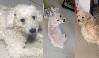 'Paco Beisman', mascota extraviada.