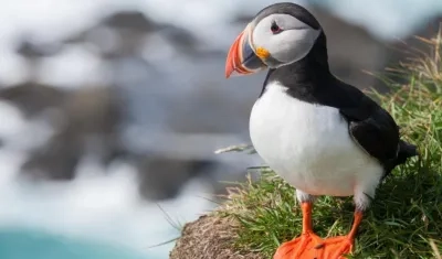Frailecillo Atlántico.