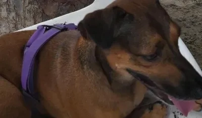 'Molly', can extraviada en el barrio Boston.