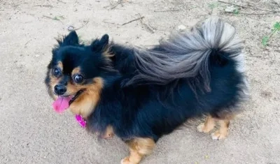 La perrita de nombre ‘Princess'.