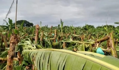 Cultivos afectados por los vientos. 