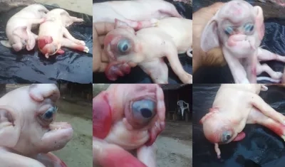 Los dos cerdos fenómenos. 